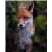 Renard roux
